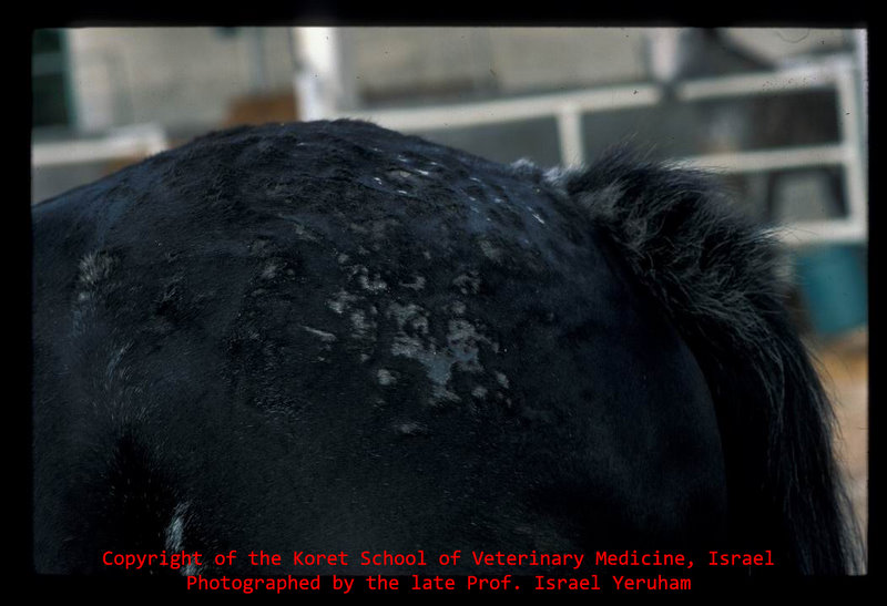 DVM Geelle - #Veterinary ______ #Camel #disease (6) _____ #Nasal #bots # Nasal #myiasis Some Local Language Sangaale (Somali) Al-naghaf (Arabic)  النگف Rhamu (kenya) Magaz ki kera (India) #Introduction