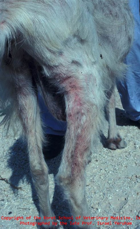 DVM Geelle - #Veterinary ______ #Camel #disease (6) _____ #Nasal #bots # Nasal #myiasis Some Local Language Sangaale (Somali) Al-naghaf (Arabic)  النگف Rhamu (kenya) Magaz ki kera (India) #Introduction